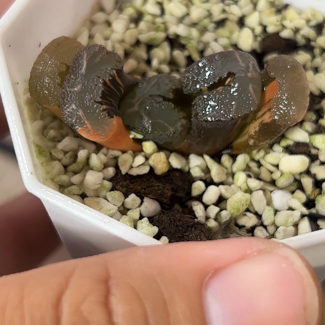 火山玉扇锦十二卷多肉植物