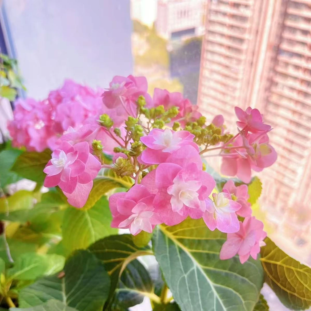 筑子之风绣球180盆径生花苞发货