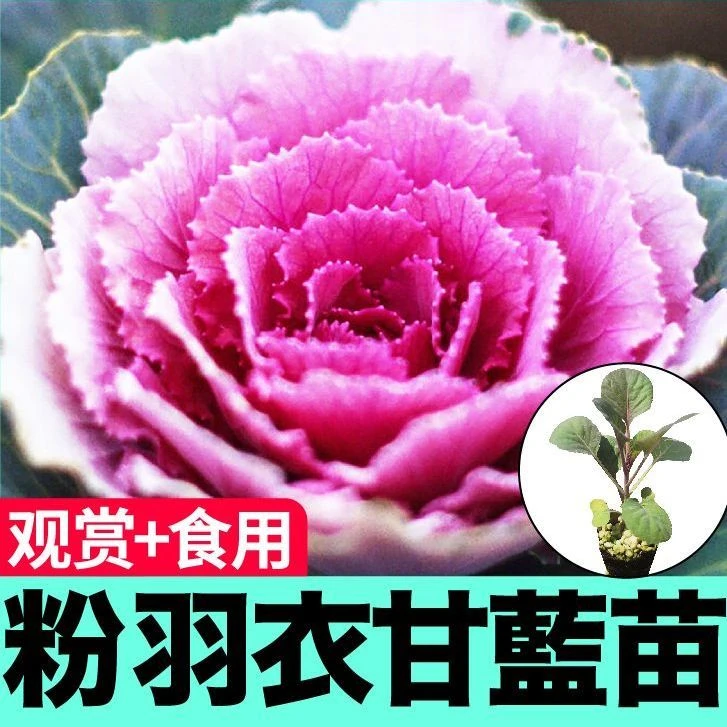 粉羽衣甘蓝苗秧绿紫色羽衣甘蓝观赏食用绿植阳台盆栽耐寒四季种植