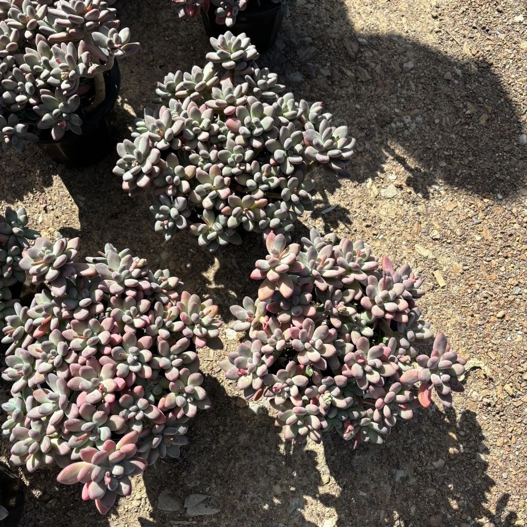 苹果奶多肉18厘米左右量拍