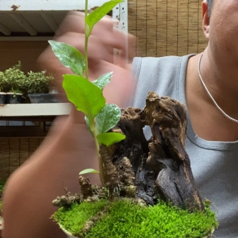 红陶越****人一物一拍所见即所得293