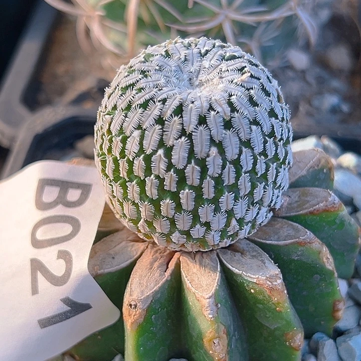 精巧殿。 苗接。