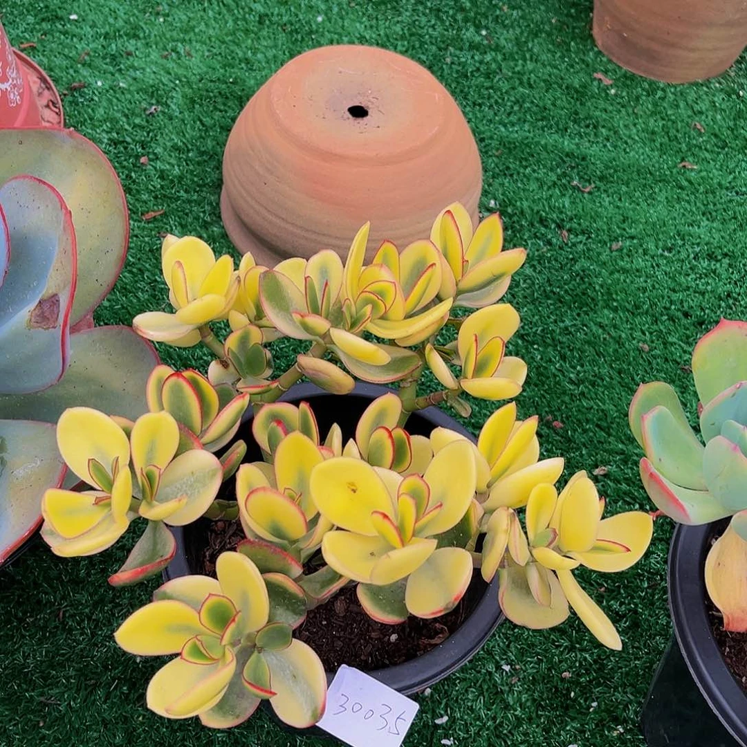 小***装新花月锦30035