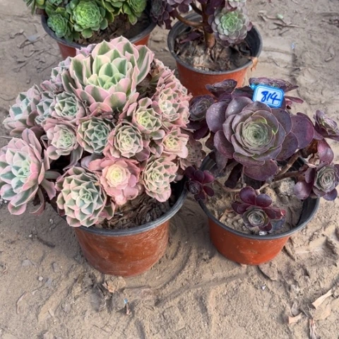 814多肉植物组合，