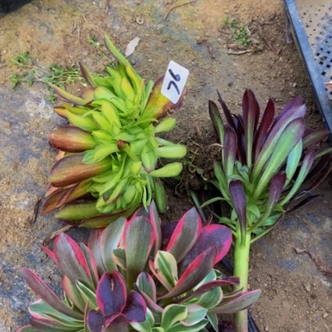 三科嫩桩捧花76多肉