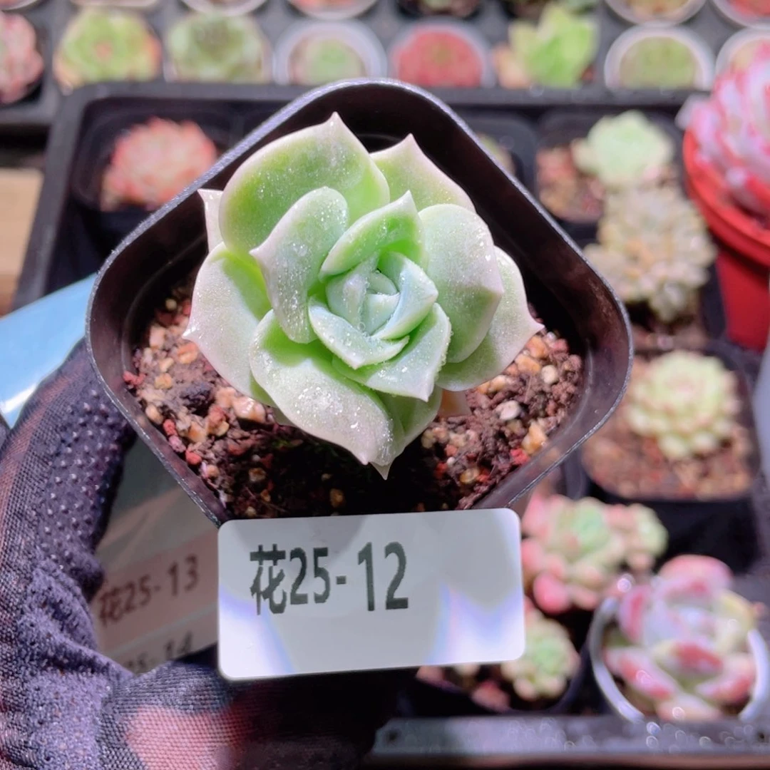 花利美25-12可爱玫瑰