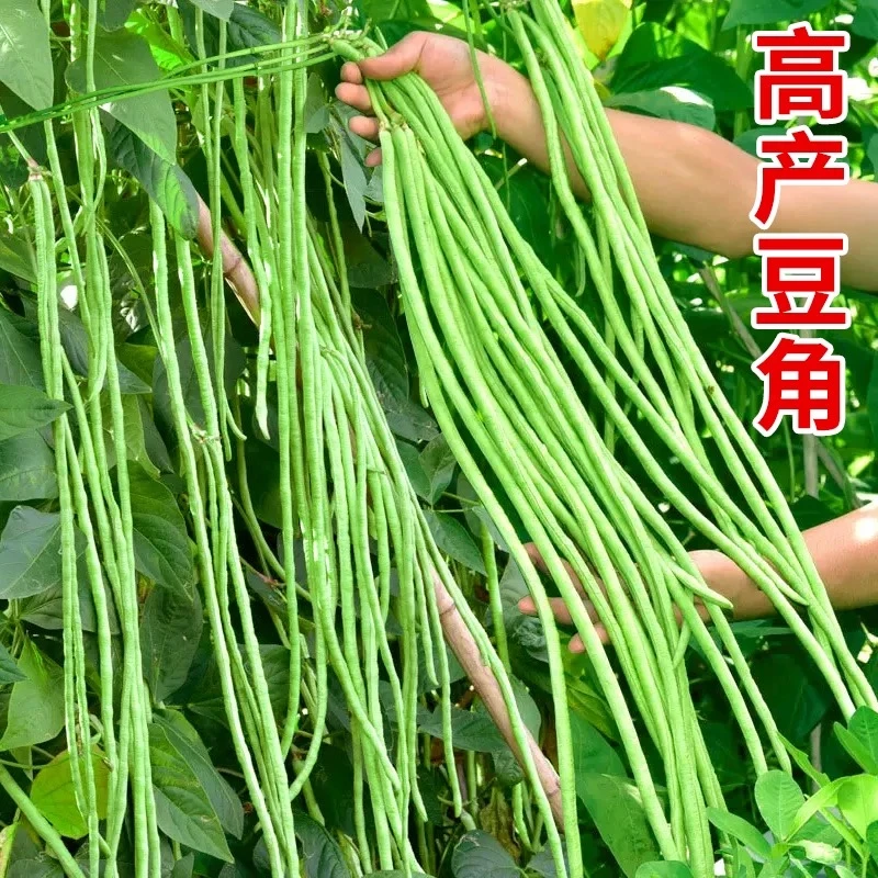 高产豇豆种子苗白不老长豆角种籽孑四季豆蔬菜大全籽种无架芸豆秧
