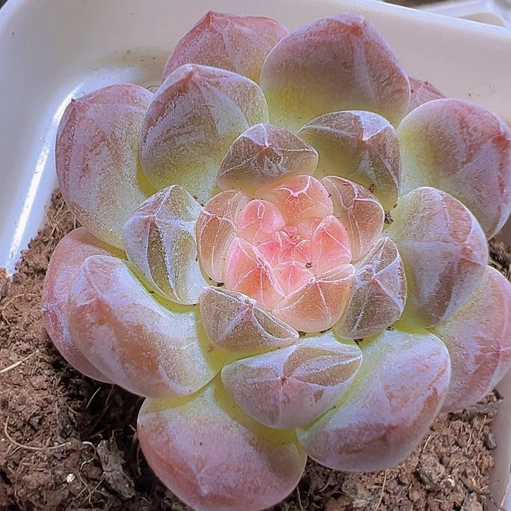 精品冰魄19包邮多肉