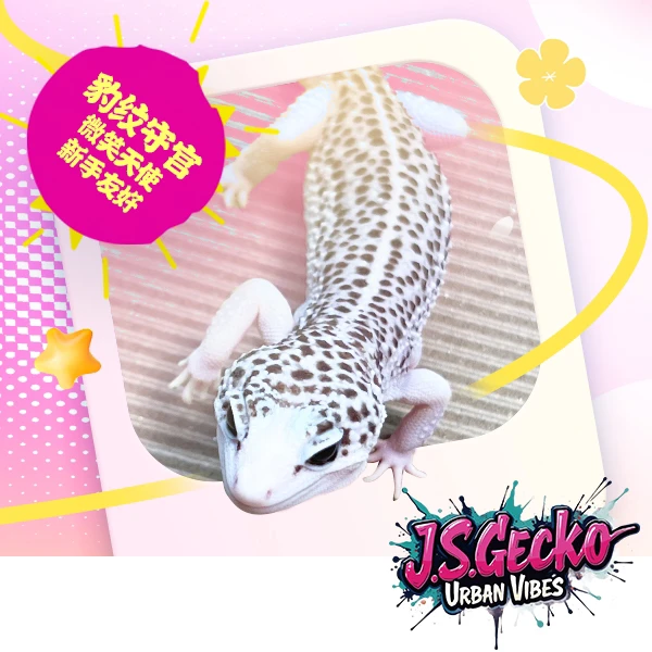 豹纹守宫肥尾守宫活体宠物异宠温顺可爱爬宠新手宠物