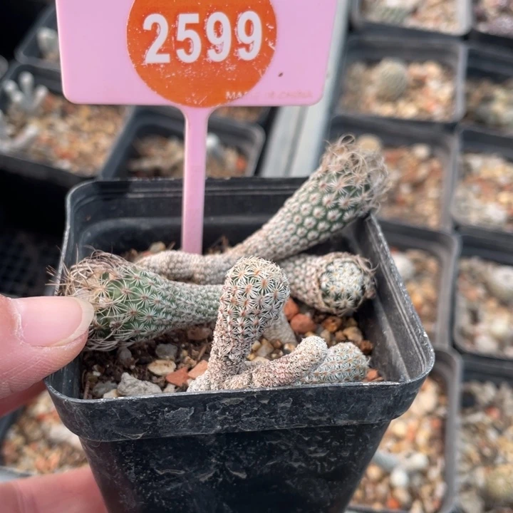 真***亮实生迷你穆师2599000