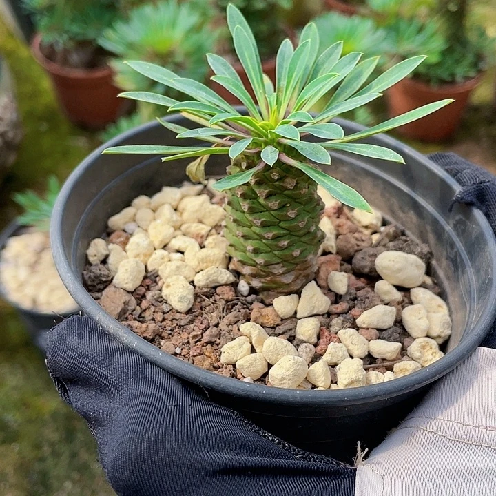 完全开放铁甲麒麟迷你款4cm裸根发货