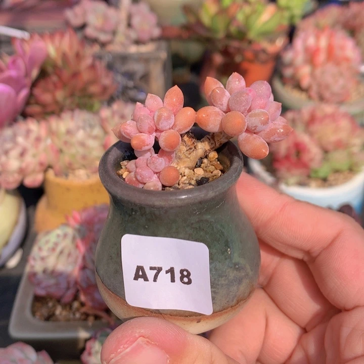 一物一拍含盆土满38包邮A718