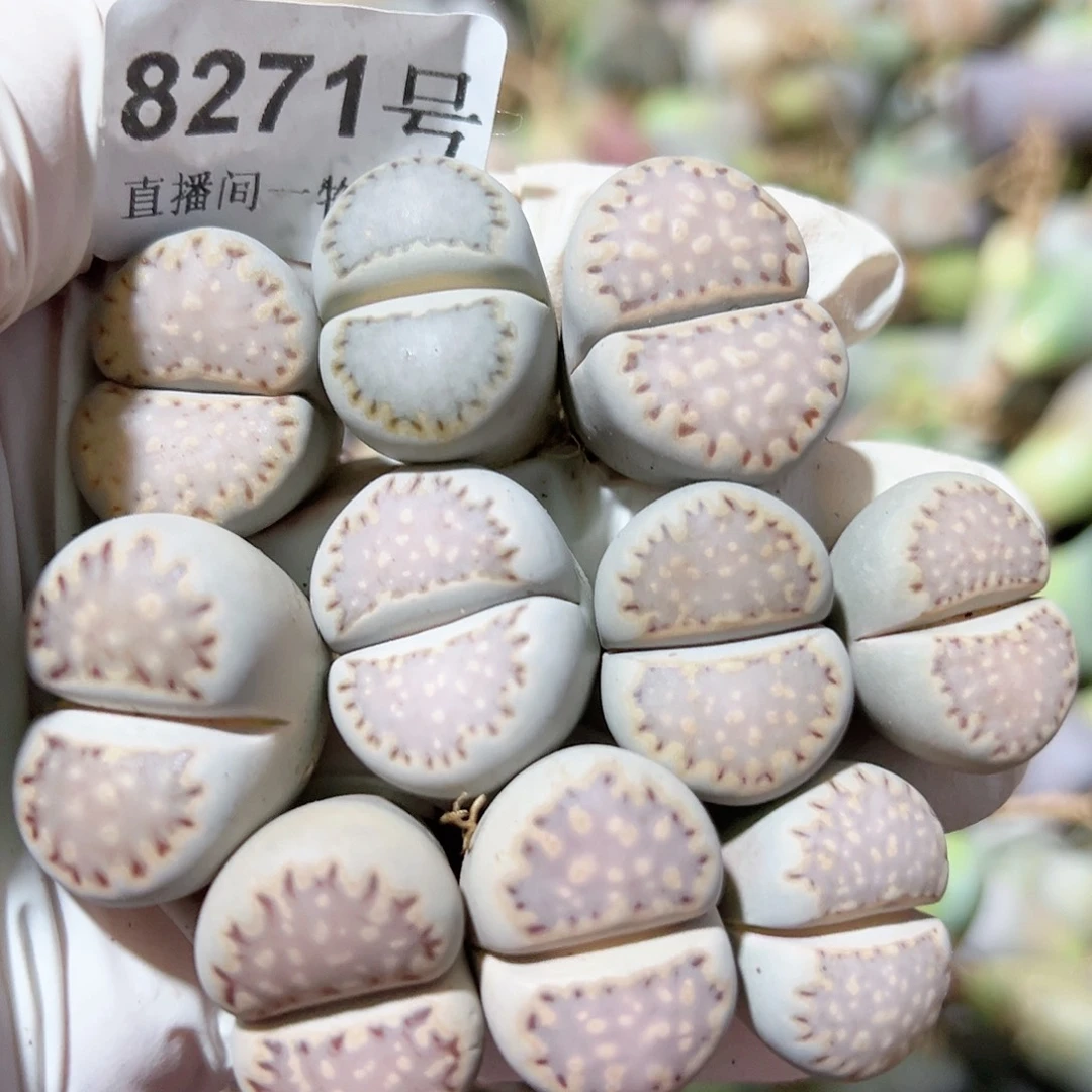 8271四年饼干10个2cm左右