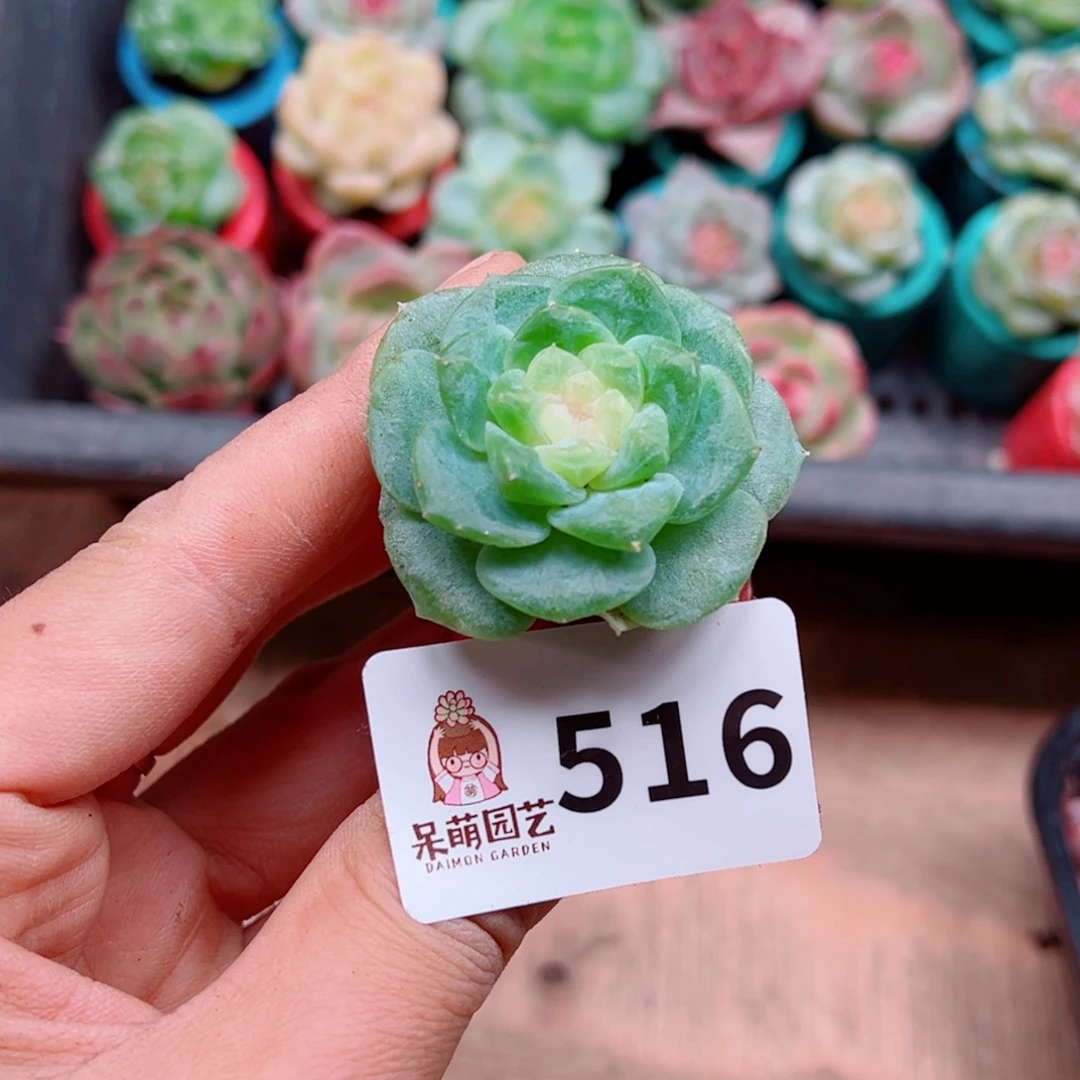 嘉***多肉植物多肉植物