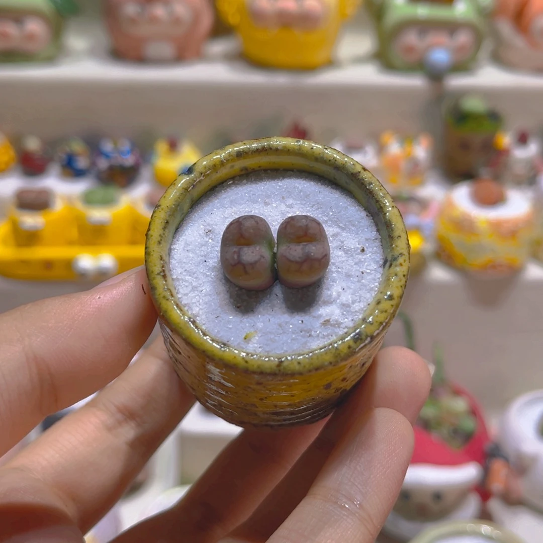 001双头毛杂带盆带土手工盆