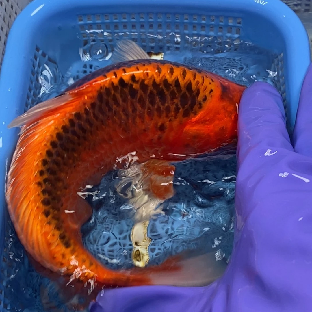 锦鲤冷水锦鲤包邮