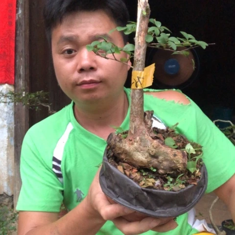 无花朵盆景盆栽植物