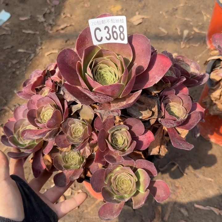 魅金……多肉植物……