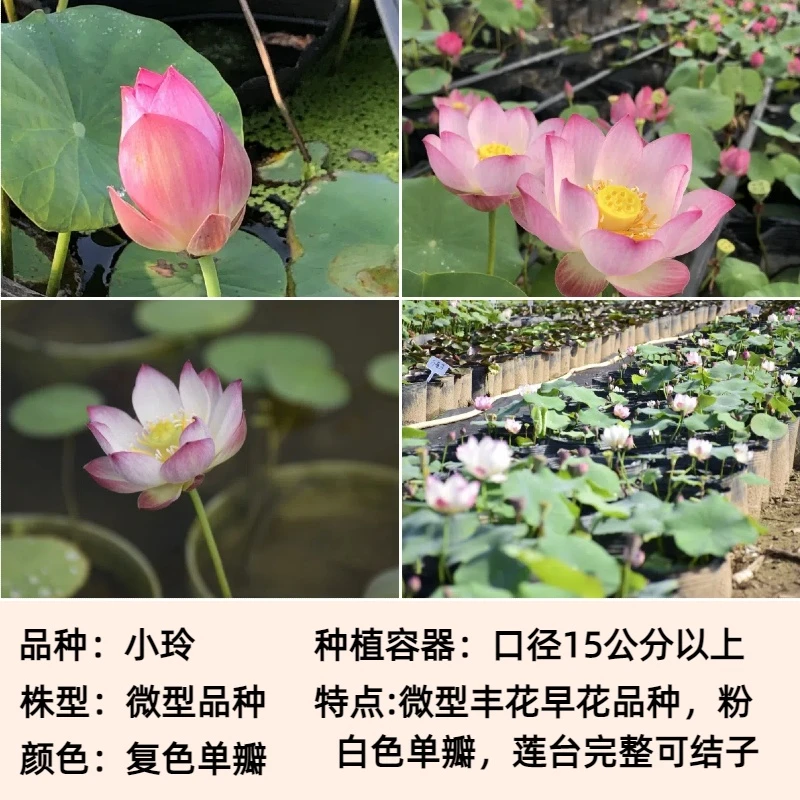 【小玲】微型碗莲 碗莲荷花水培植物 阳台庭院荷花种藕