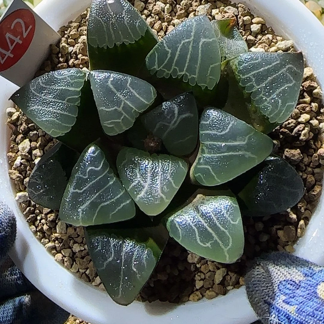 442号实生克 8 厘米左右一物一拍带盆发货