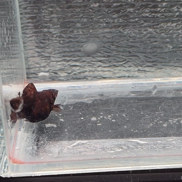 孔雀鱼玛丽鱼一条可可母