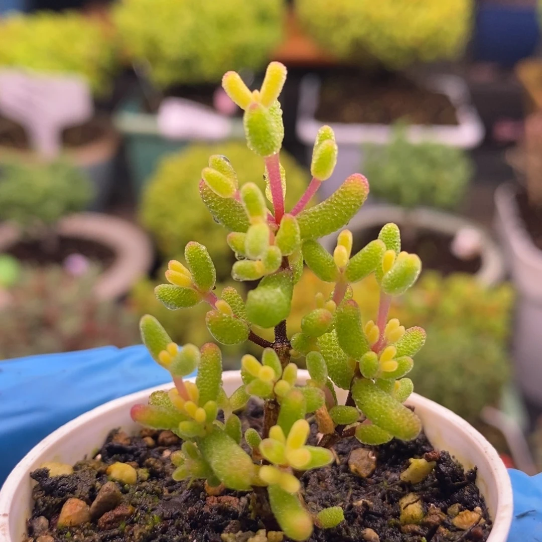 田***螂654糖球景。