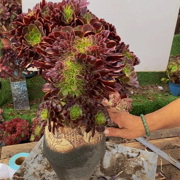 红*345号欧嘉莉缀化多肉