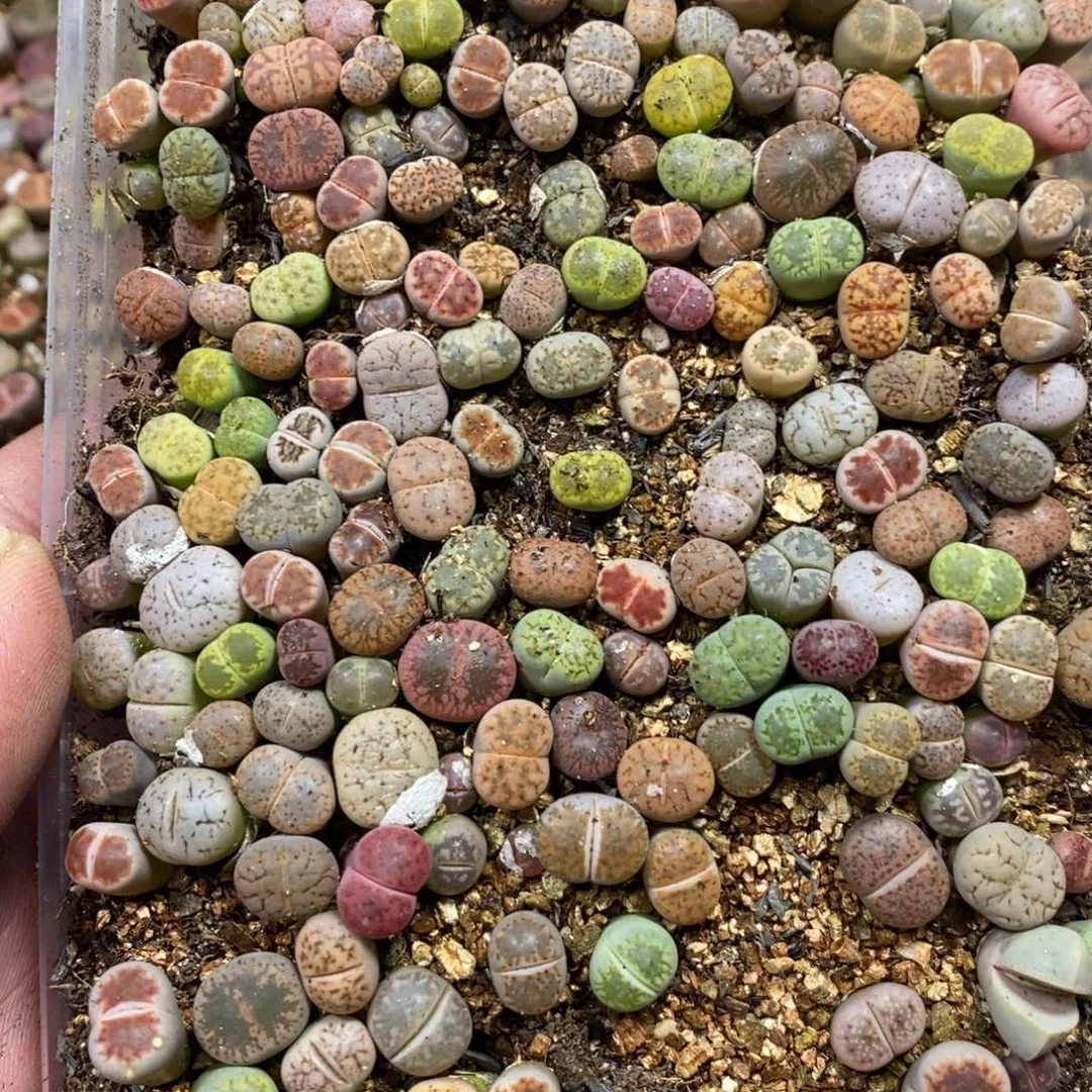 多肉蛋炒饭，感谢您相伴145