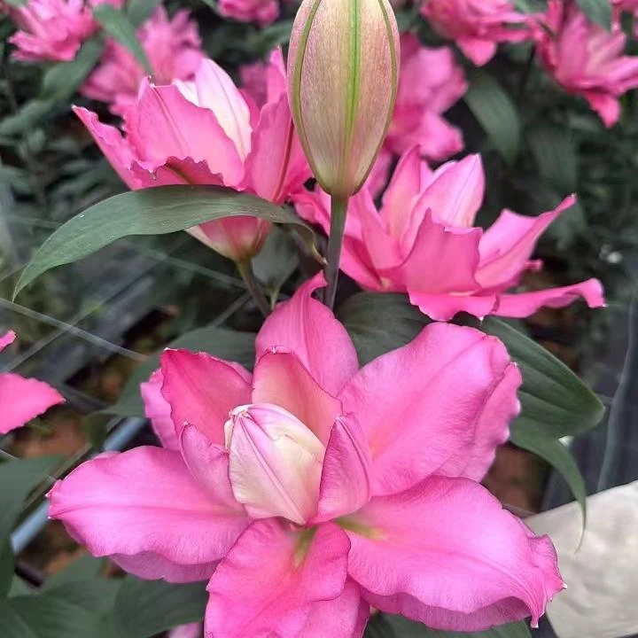 进口重瓣香水百合种球/冰美人、路德维娜、西塔、宝莲灯、艾莎