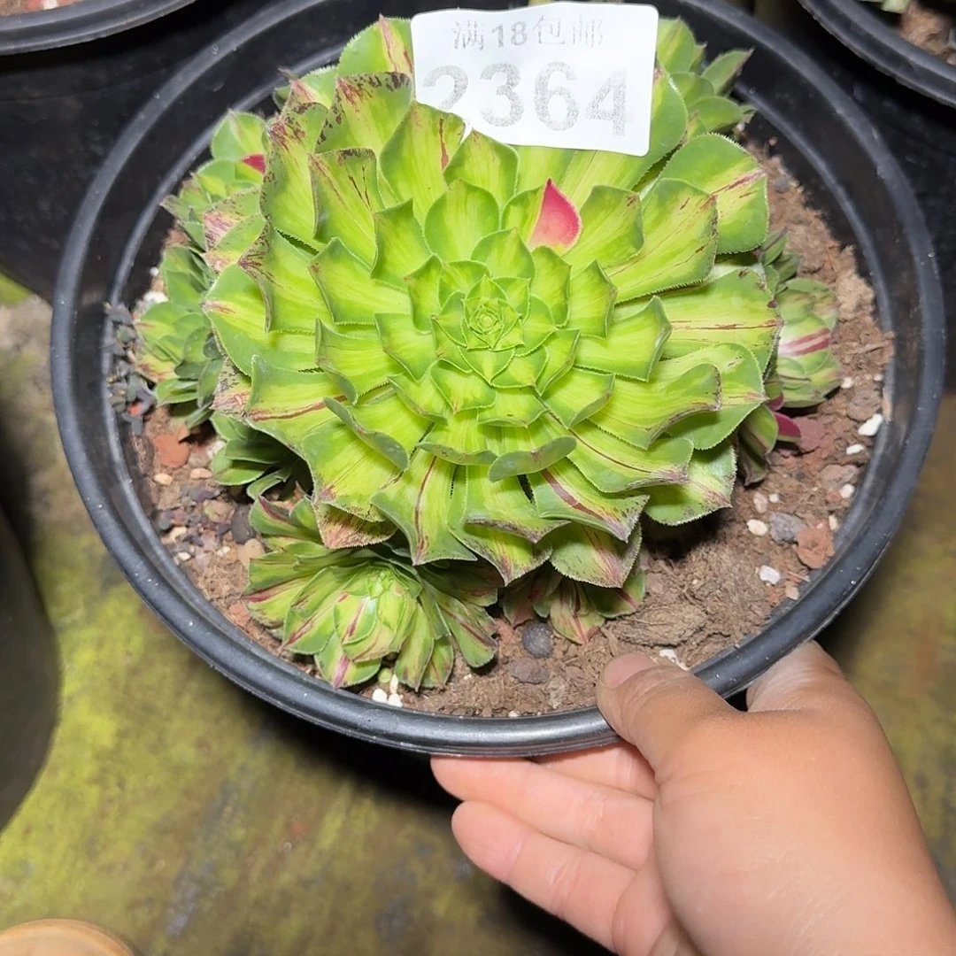 364 知否多肉植物法师