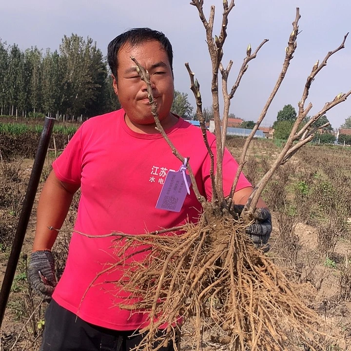 当前无花朵，栽培后可花朵飞燕红妆16