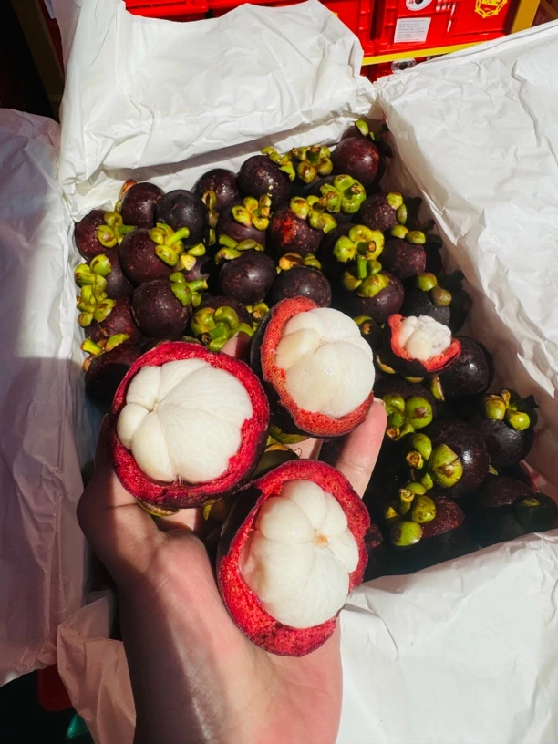 山竹一筐净14-15斤（坏果三颗内没有售后）