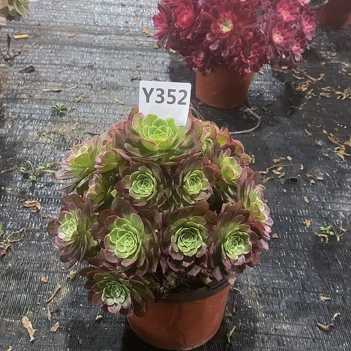 相**沫莲花352。