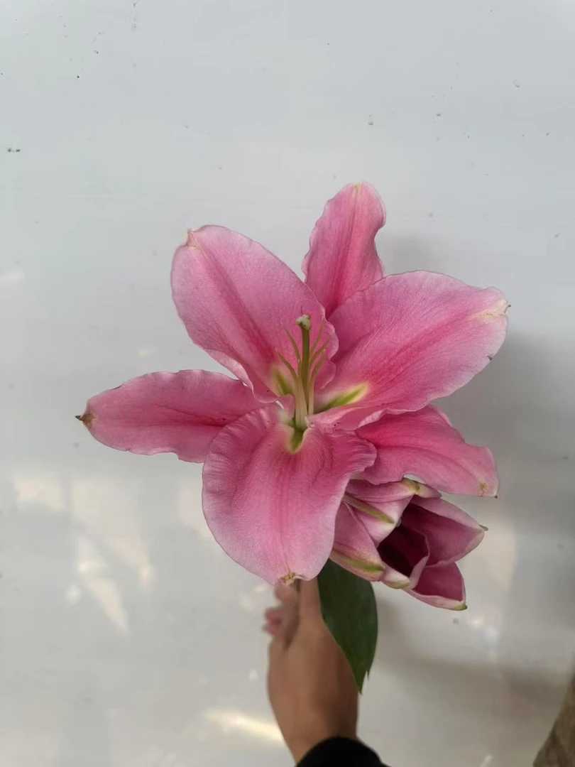 精品大花苞（粉佳人）香水百合