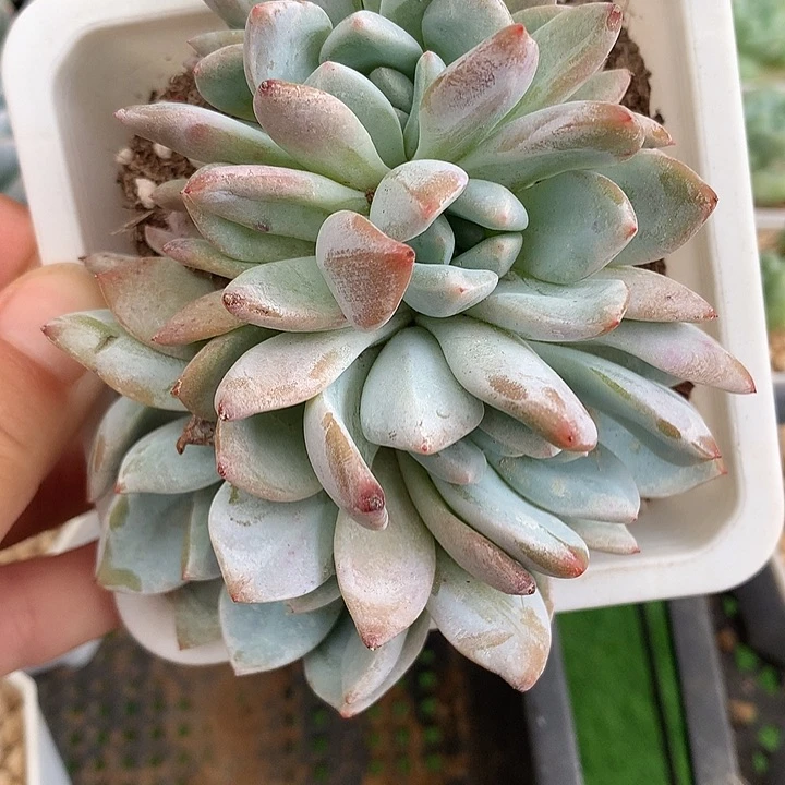 韩橙五头朵朵缀化2颗