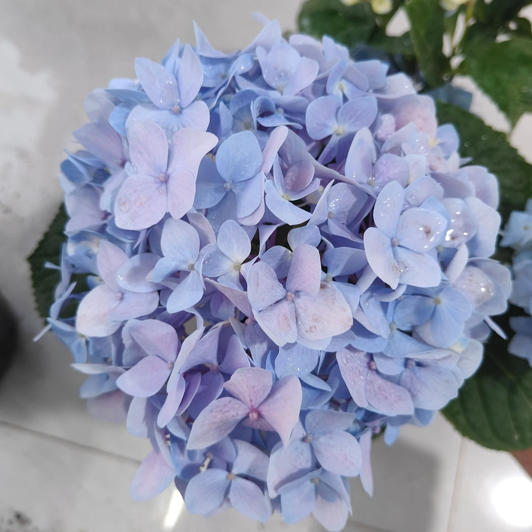 绣球花无尽夏原土原盆超长花期养法简单易活花球超大无尽夏绣球