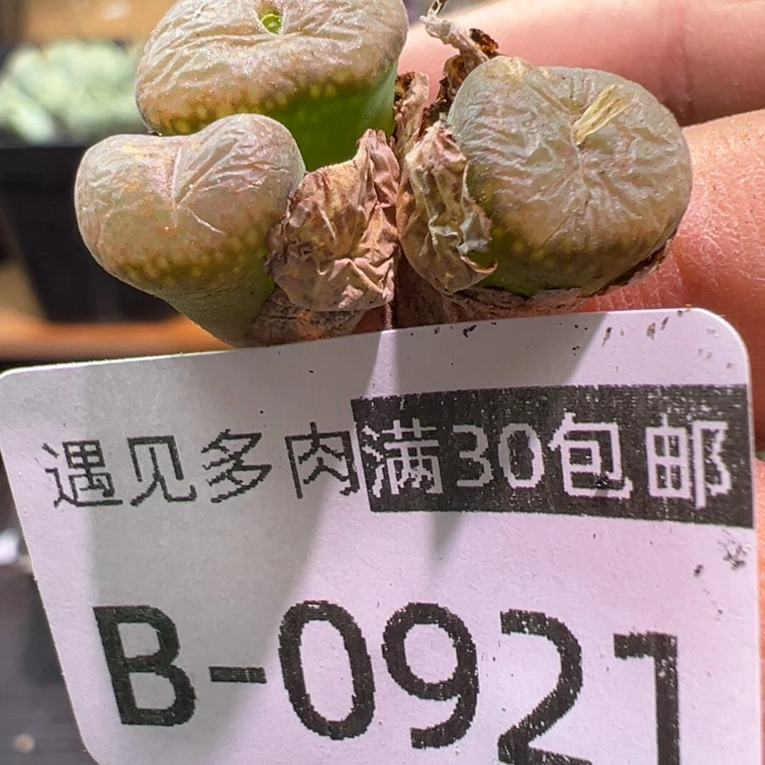 多肉植物111111111111