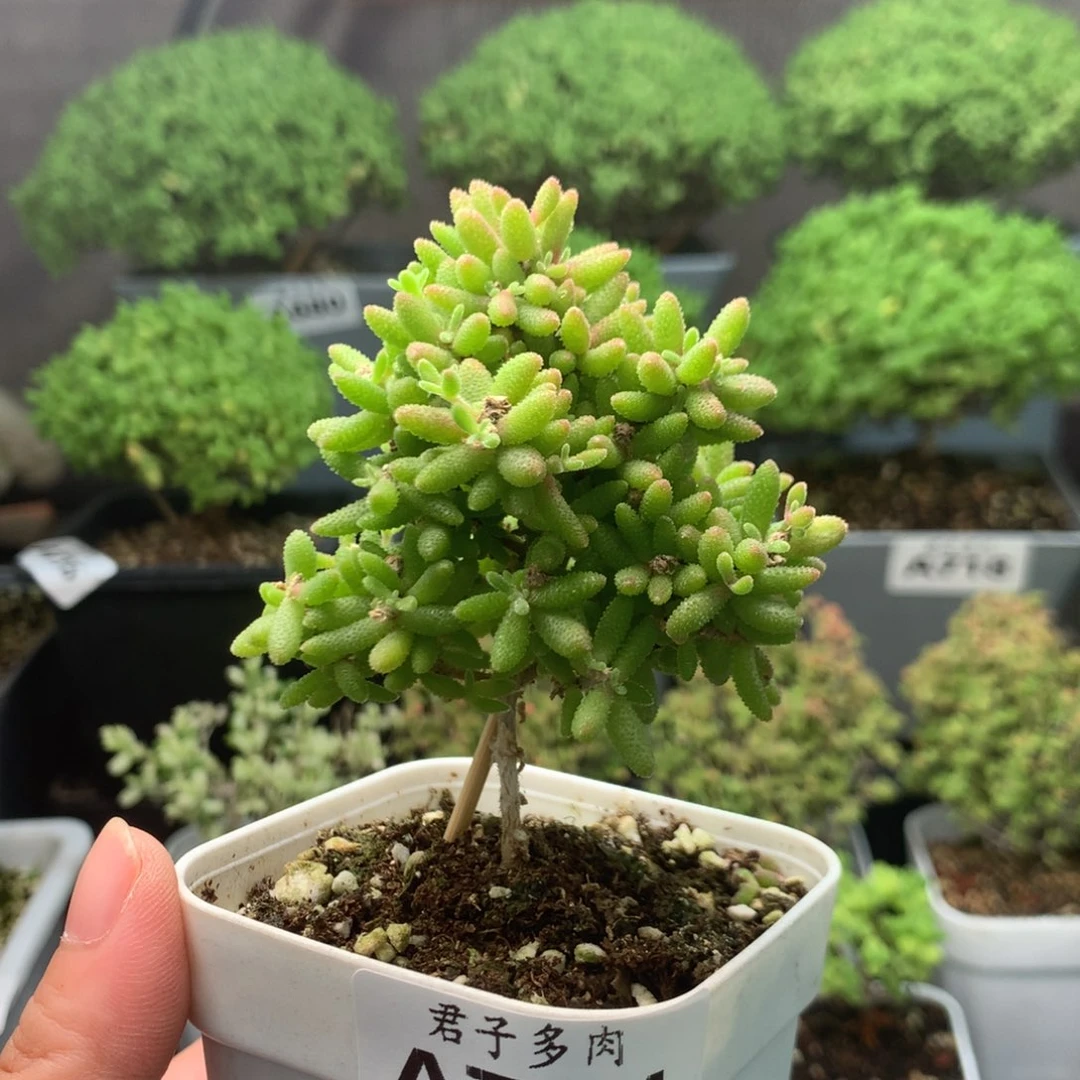 754红麒麟福利。