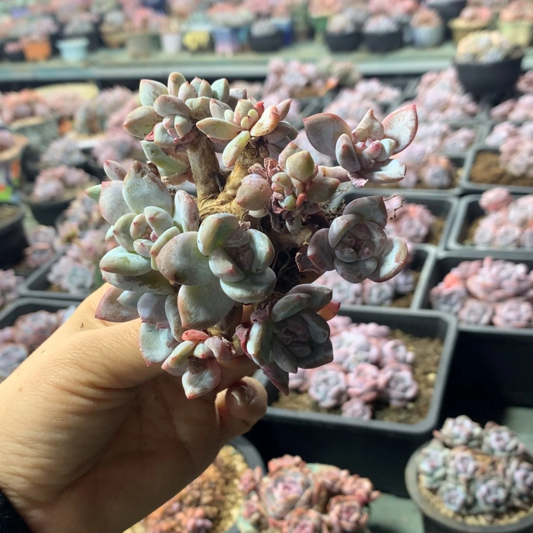 十几个透哈哈哈哈哈哈哈哈