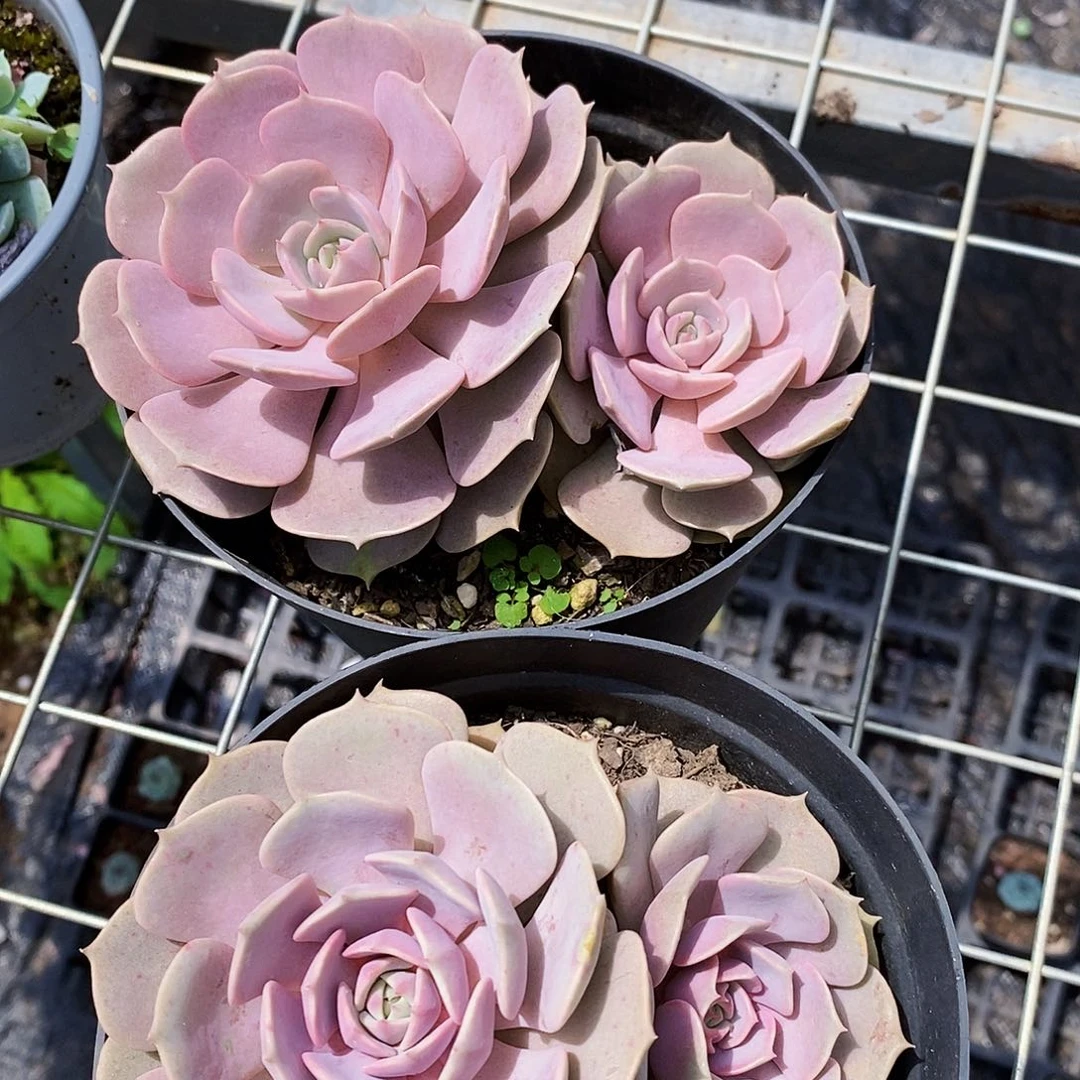 粉蝶双头起发精品2盆