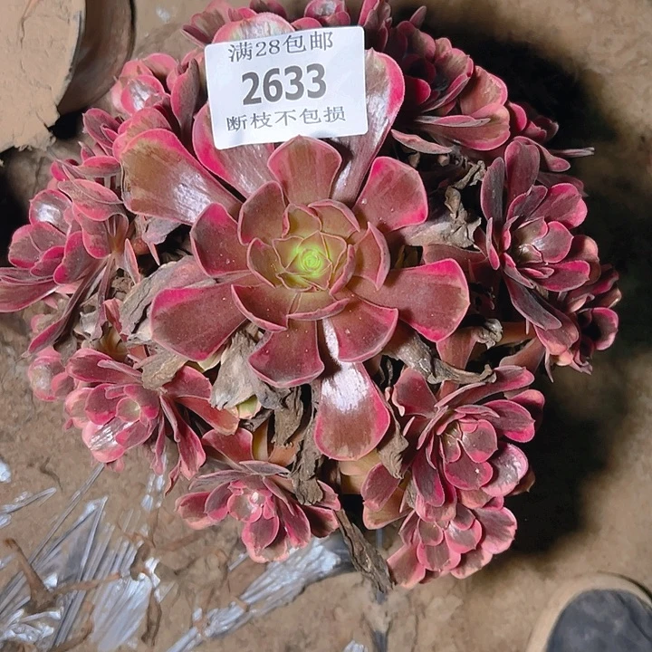 2633爱神多肉植物保护