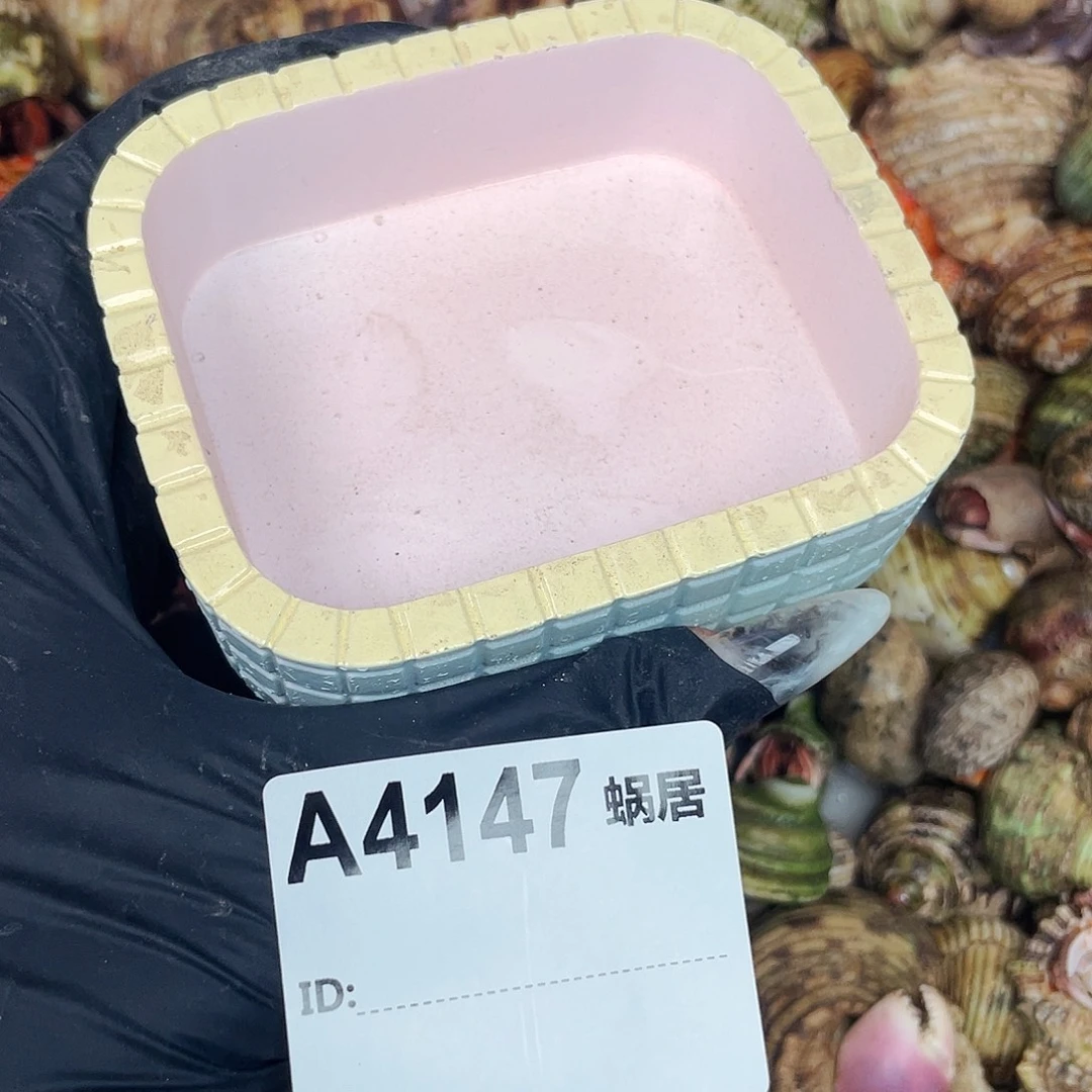 寄居蟹寄居蟹4147