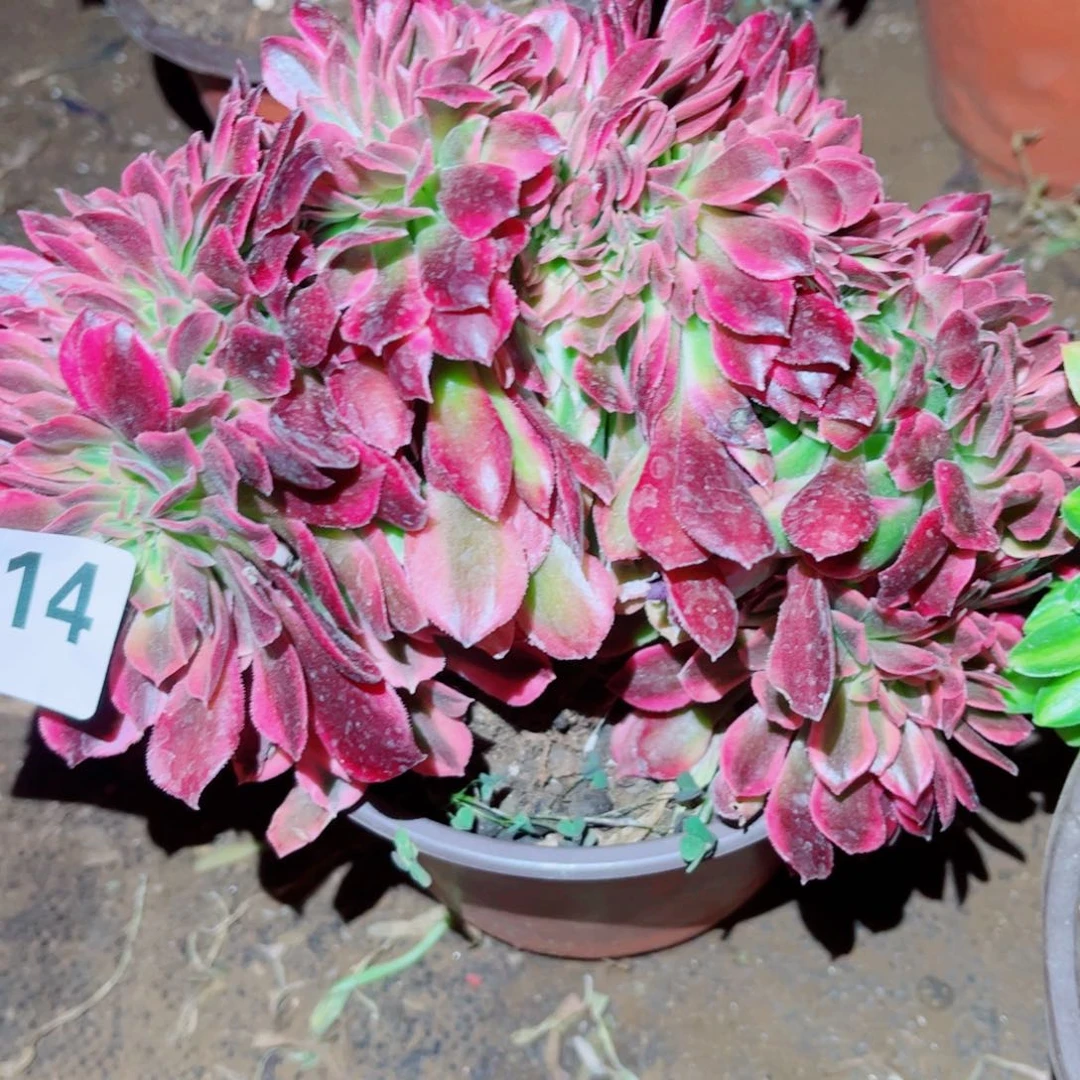 214缀化多肉植物法师