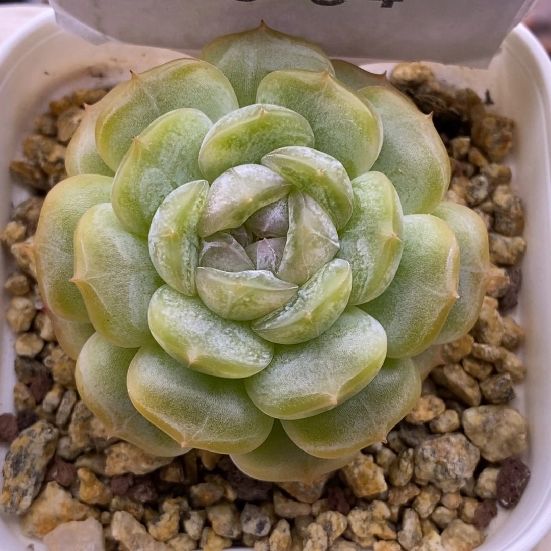 【闪购商品】06-04白恋