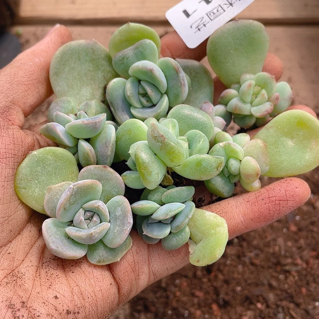多肉植物多肉植物641