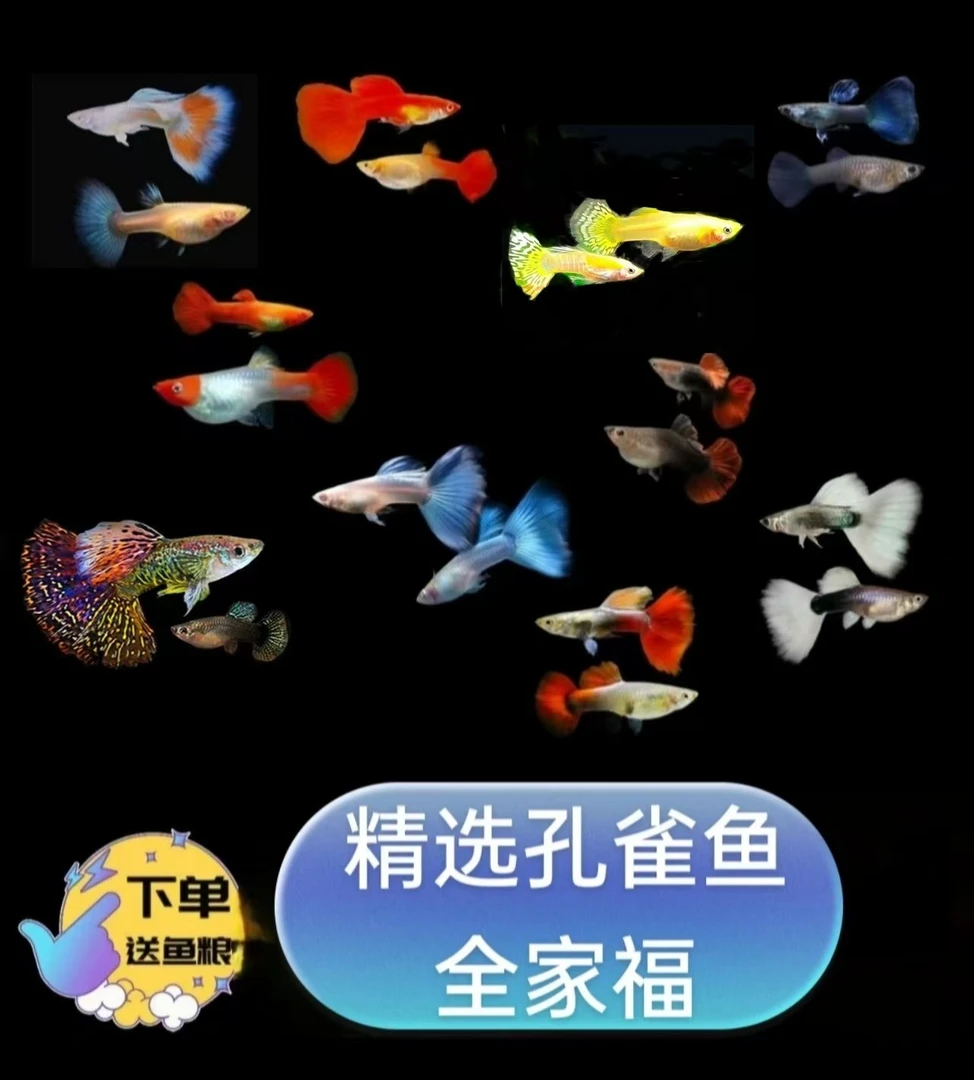 精品孔雀鱼全家福套餐(多个品种可选)小型淡水活体【入缸不包损】