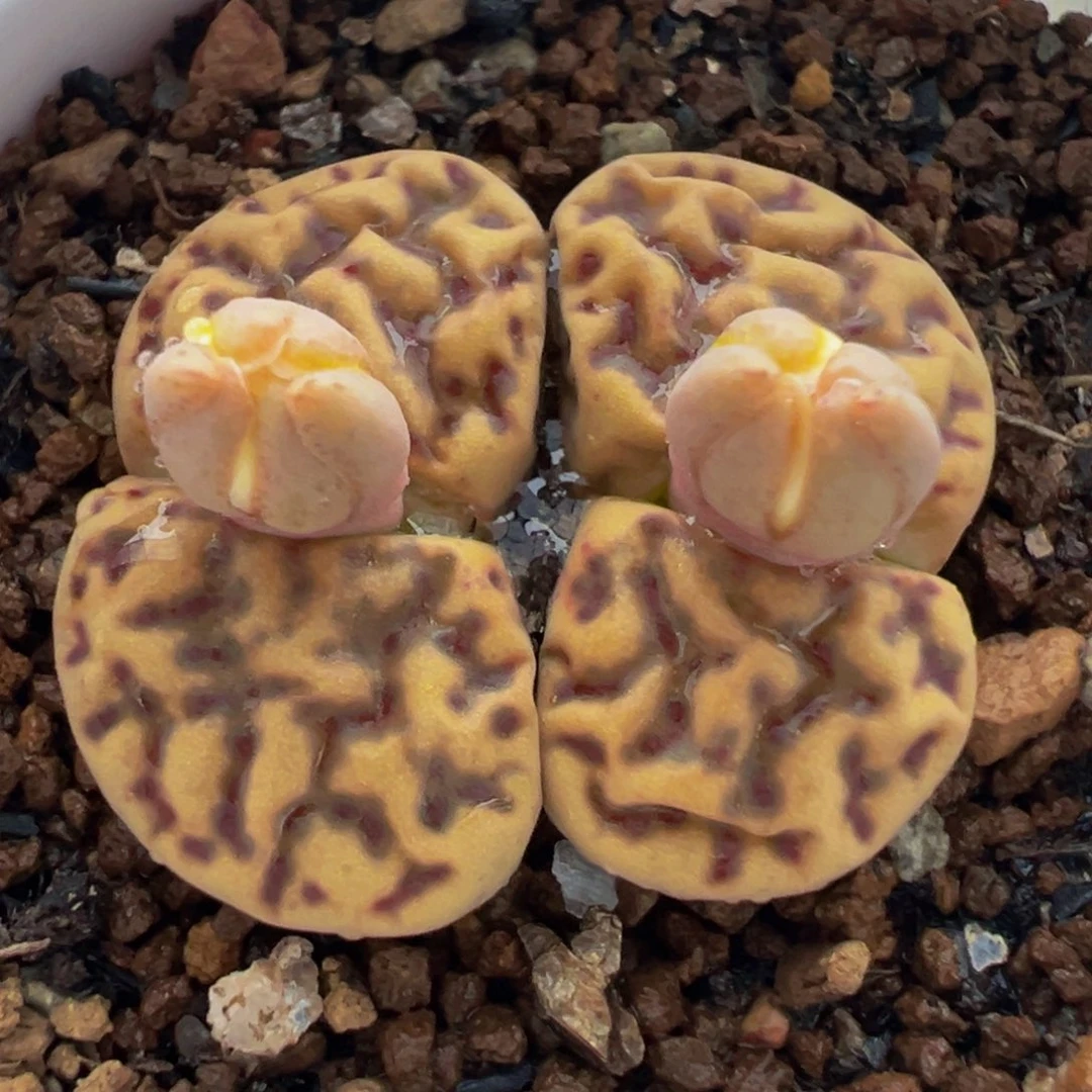 母本柘留玉多肉植物