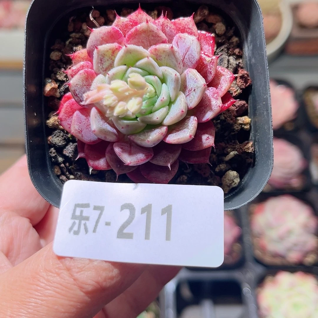 乐7-211 胭脂单头 