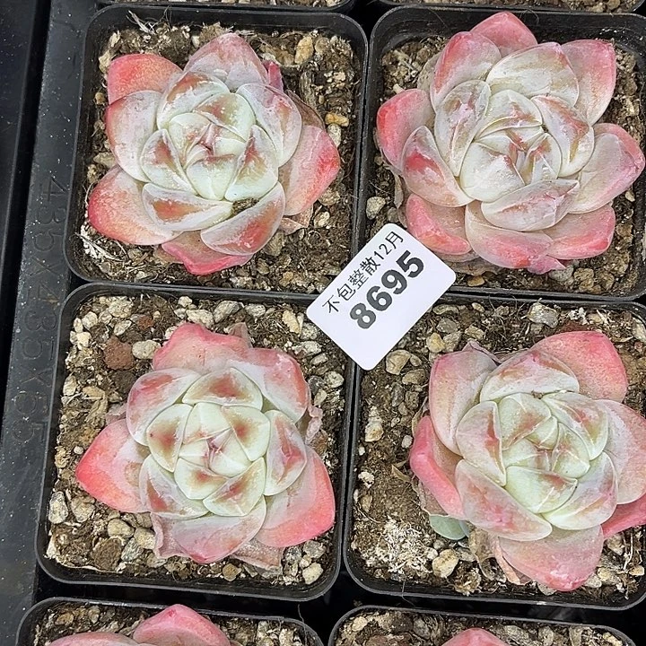 阿雅园艺。        8695冰玉