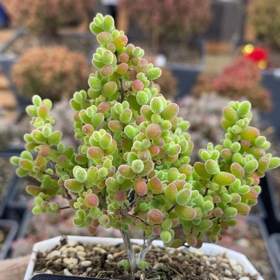 福利蜜橘糖球7205枝干